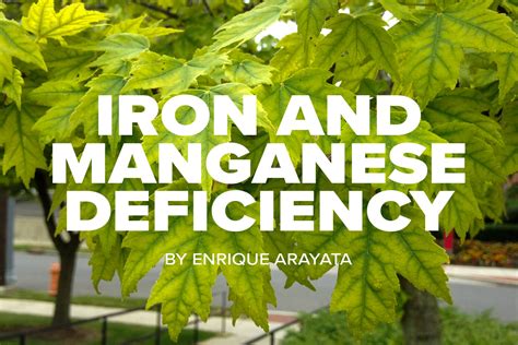 Russell Tree Experts — Iron And Manganese Deficiency