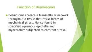 Desmosomes & hemidesmosomes | PPT