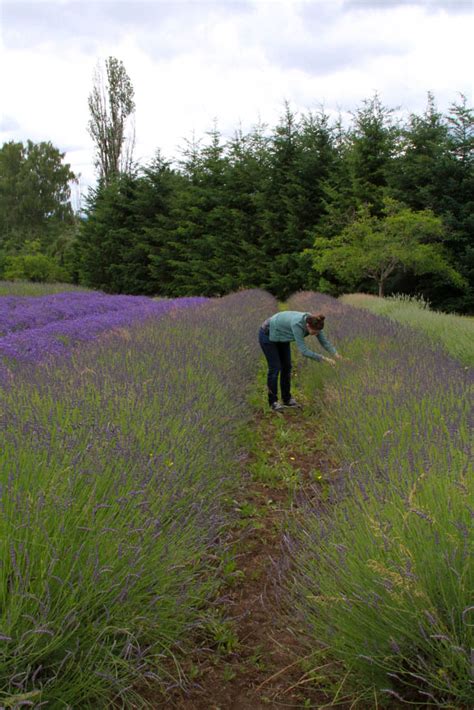 Lavender Fields – Andrew M. Young :: Photography