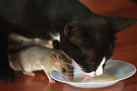 19 Cat And Mouse Friends Examples That Will Make You Believe In Love Again