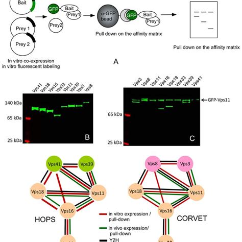 B Multiple Sequence Analysis Of The Complex Assembly Domains Of Vps