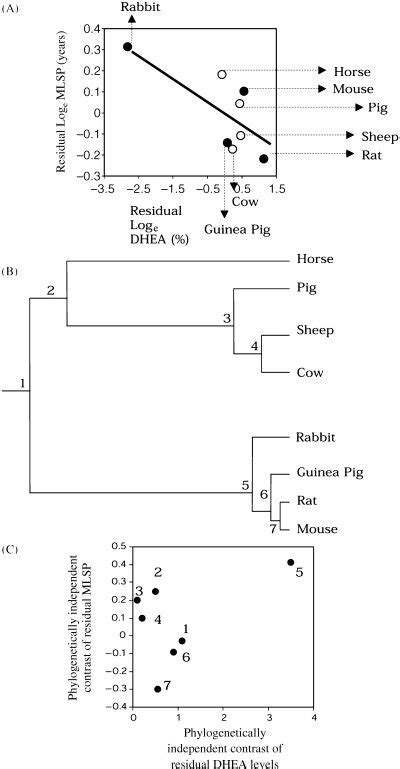 Phylogenetically Independent Contrasts Analysis In A The Tip Data Download Scientific