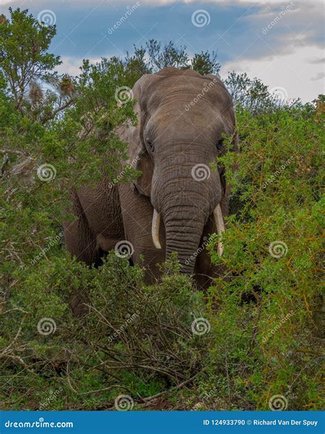 African Elephant is Part of the Big Five Stock Photo - Image of
