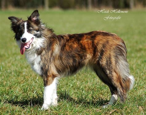 Pin on Border Collies...one of life's treasures x