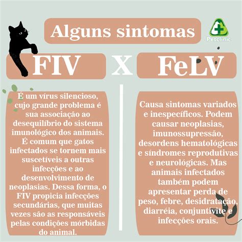 Fiv E Felv Sintomas Doen As Infecciosas Dos Animais Dom Sticos