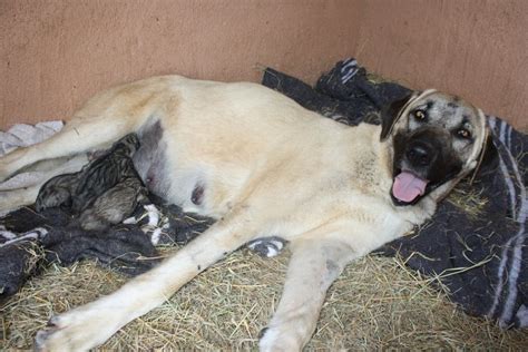 Cheetah News: Kangal Puppies Born Yesterday