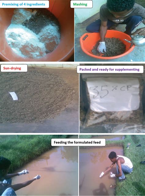 The Process Of Tilapia Feed Formulation And Implementation In Pond