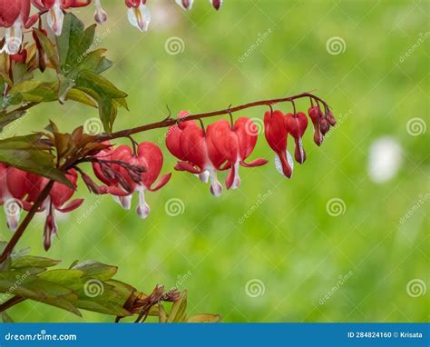 Bleeding Heart Dicentra Spectabilis Valentine Flowering With Dangling