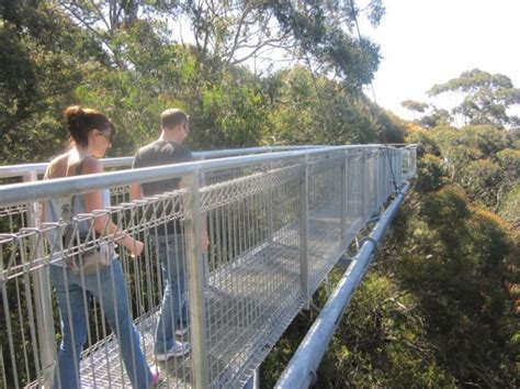 Treetop Walk at the Illawarra Fly - Adventures All Around