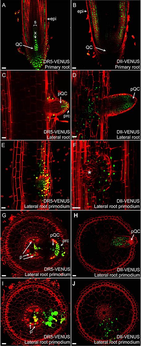 Frontiers Dynamic Regulation Of Auxin Response During Rice