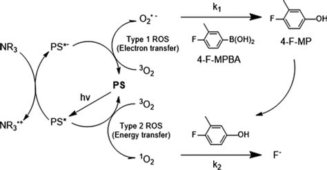 Differentiation Of Superoxide Radical Anion And Singlet Oxygen And Their Concurrent