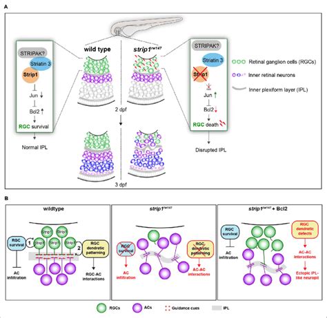 Summary Of Developmental And Molecular Events That Underlie Strip