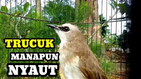 Trucuk Manapun Pasti Nyaut Di Pancing Suara Burung Trucuk Betina