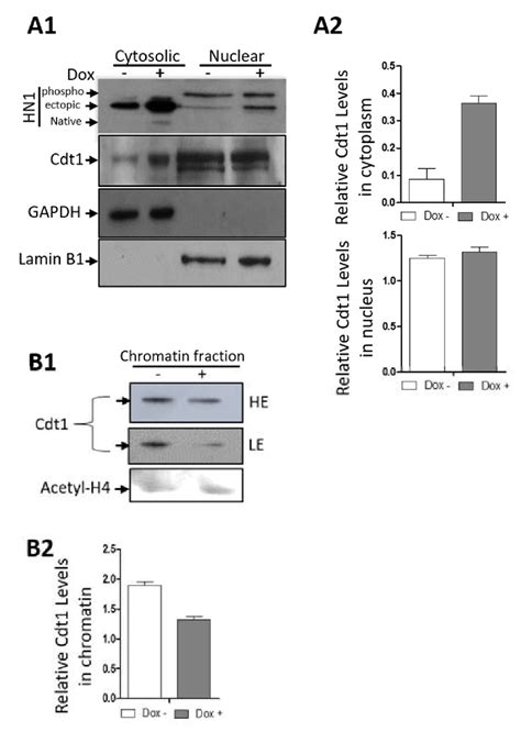 Hn Overexpression Leads To Cytoplasmic Retention Of Cdt A The