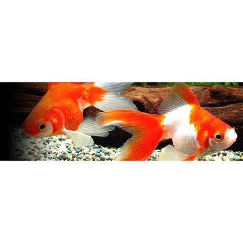 Hikari Lionhead G For All Fancy Goldfish Mini Pellet