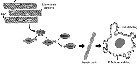 Proposed Mechanism Of Tau Induced Pm Blebbing In Glial Cells Increased