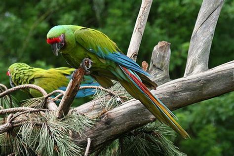 Great green macaw - Wikipedia