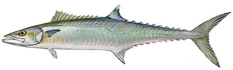 King Mackerel Fishing Guide | How to Catch a King Mackerel