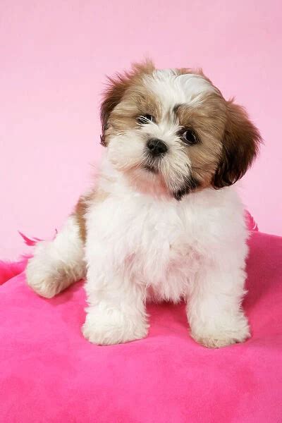 Dog Shih Tzu 10 Week Old Puppy On Pink Cushion Print 653729