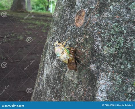 Adult emergence of cicada stock photo. Image of insect - 74709068