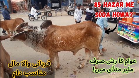 Malir Mandi Karachi Cow Mandi Latest Rates Update Cow Mandi 2023