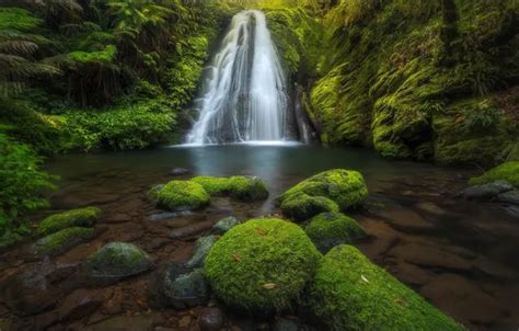 Forest Landscape Nature