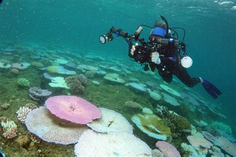 Devastating coral bleaching in 2024 - Lizard Island Reef Research ...