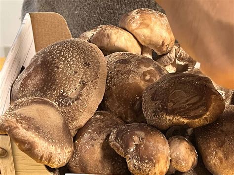 I Benefici Dello Shiitake Un Fungo Commestibile E Medicinale Dall Asia