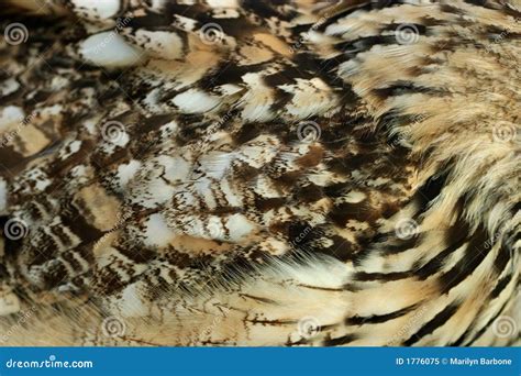 Owl Feathers stock image. Image of nature, backgrounds - 1776075