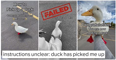 People Have Gone Quackers For The Viral How To Pick Up A Duck