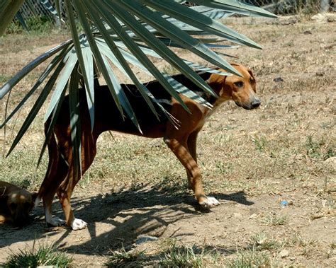 Red De Apoyo Canino On Twitter Edu Es T Mida Pero Muy Dulce Y