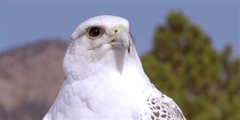 Air Force Academy Mascot Falcon Recovering After Injury, West Point ...