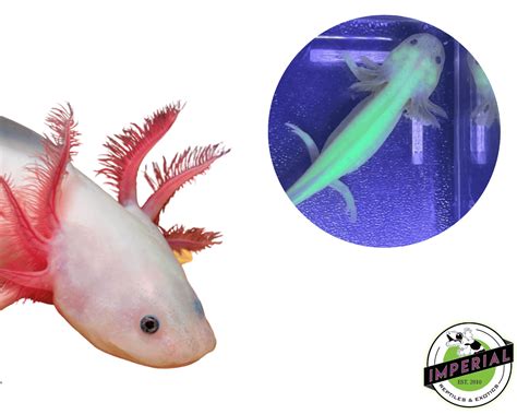 Gfp Leucistic Axolotl