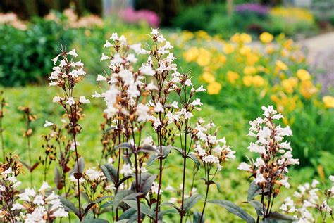 Tall Perennial Flowers Tips And Tricks For Growing Them