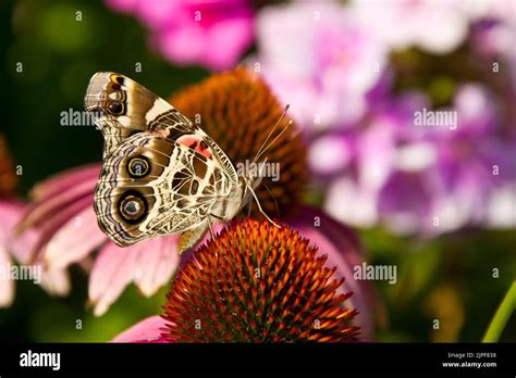 American Asteraceae Fotos Und Bildmaterial In Hoher Aufl Sung Alamy