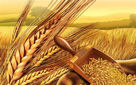 Wheat Harvest Wallpapers Top Free Wheat Harvest Backgrounds