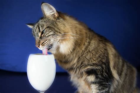 Royalty Free Cat Drinking Milk Pictures, Images and Stock Photos - iStock