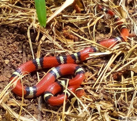 Scarlet King Snake | Pet snake, Snake, Coral snake