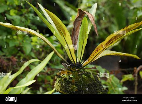 Asplenium Nidus Bird S Nest Fern Nest Fern Spores Develop In Sori On