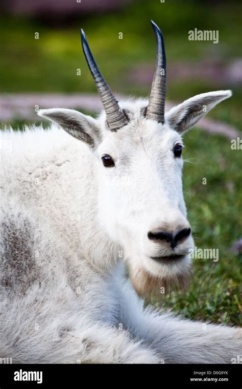 Mountain Goat (Oreamnos americanus), Glacier National Park, Montana ...