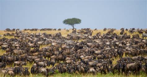 La Manada Grande Del ñu Está Sobre Mara River Gran Migración Kenia