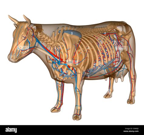 Cow Respiratory System Diagram Labeled Respiratory System Co