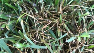 Pythium Blight The Lawn Institute