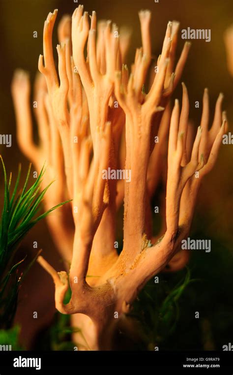 Coral De Rama Estricta Fotografías E Imágenes De Alta Resolución Alamy