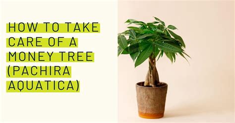 How To Take Care Of A Money Tree Pachira Aquatica