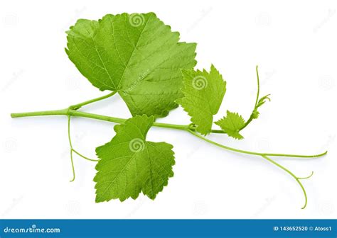 Hoja De La Uva Aislada En Blanco Foto De Archivo Imagen De Planta