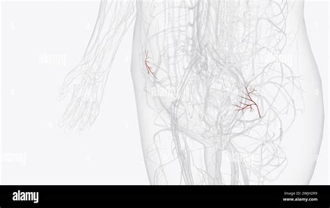 ascending branch  deep circumflex iliac artery  illustration stock