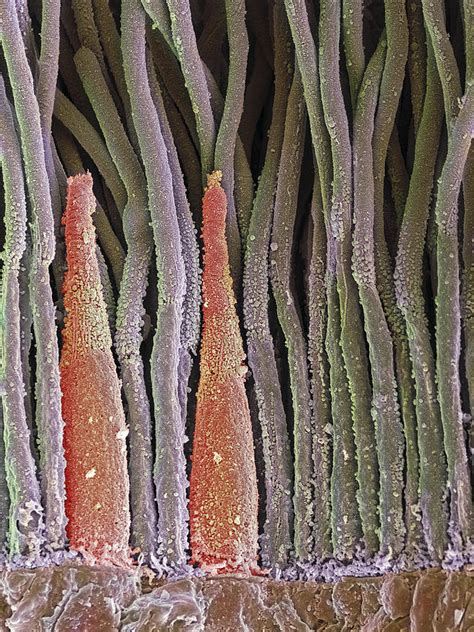 Retina Rod And Cone Cells Sem Photograph By Steve Gschmeissner