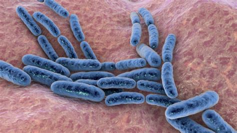 Lactobacillus Rhamnosus Benefits And Side Effects - Probiotics Advice