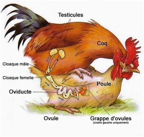 Épinglé par Dryan sur Gallinas | Poulets de basse-cour, Poulets de compagnie, Poule